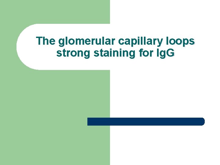 The glomerular capillary loops strong staining for Ig. G The glomerular capillary loops strong staining for Ig. G