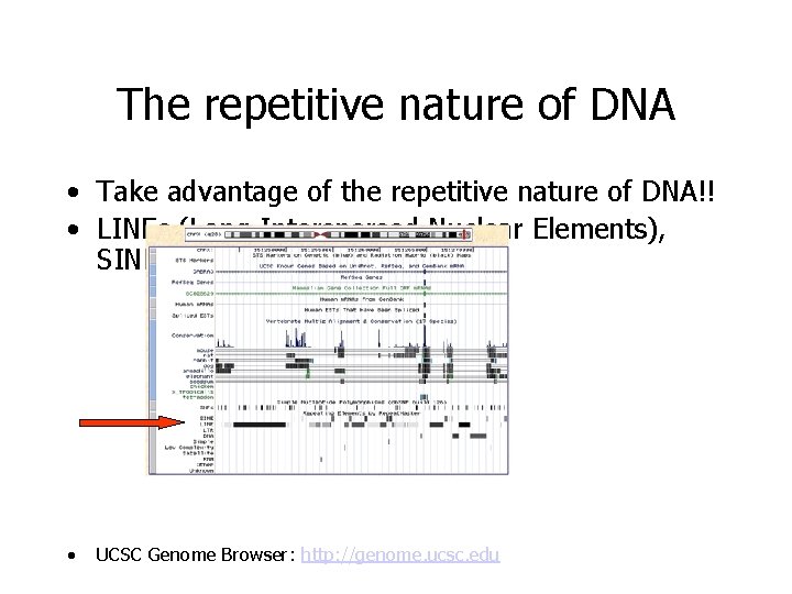 The repetitive nature of DNA • Take advantage of the repetitive nature of DNA!!