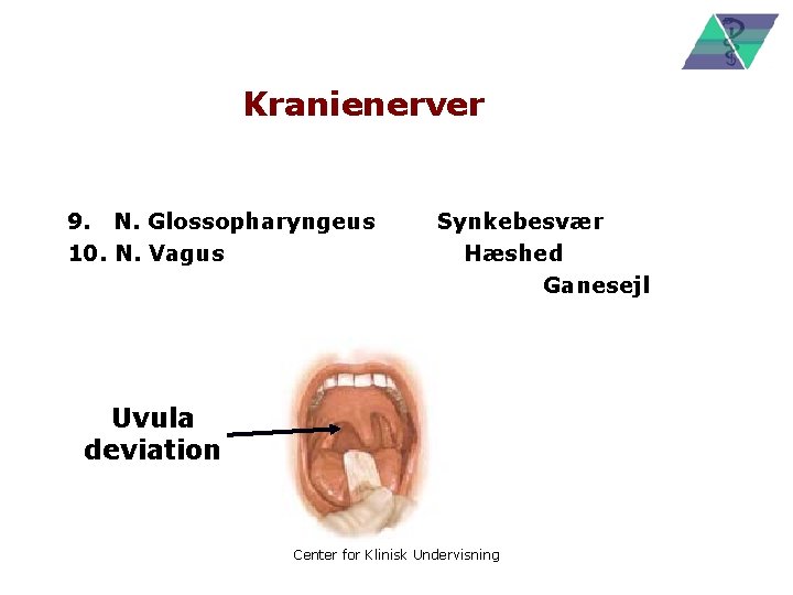 Kranienerver 9. N. Glossopharyngeus 10. N. Vagus Synkebesvær Hæshed Ganesejl Uvula deviation Center for