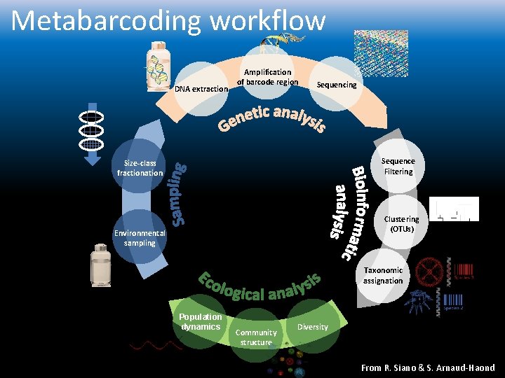 Metabarcoding workflow DNA extraction Amplification of barcode region Sequencing Sequence Filtering Size-class fractionation Clustering