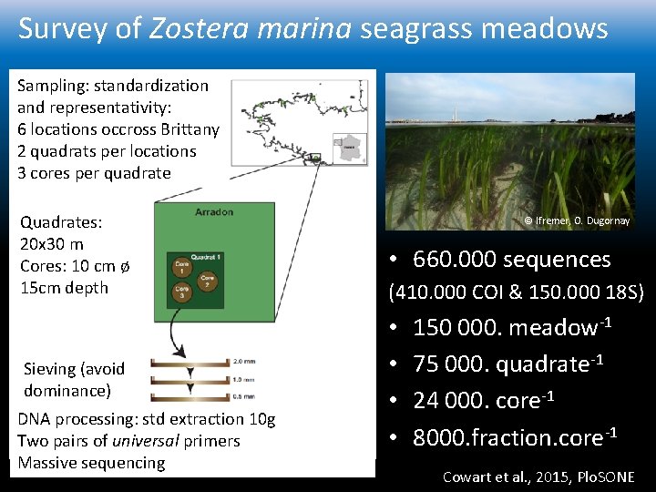 Survey of Zostera marina seagrass meadows Sampling: standardization and representativity: 6 locations occross Brittany