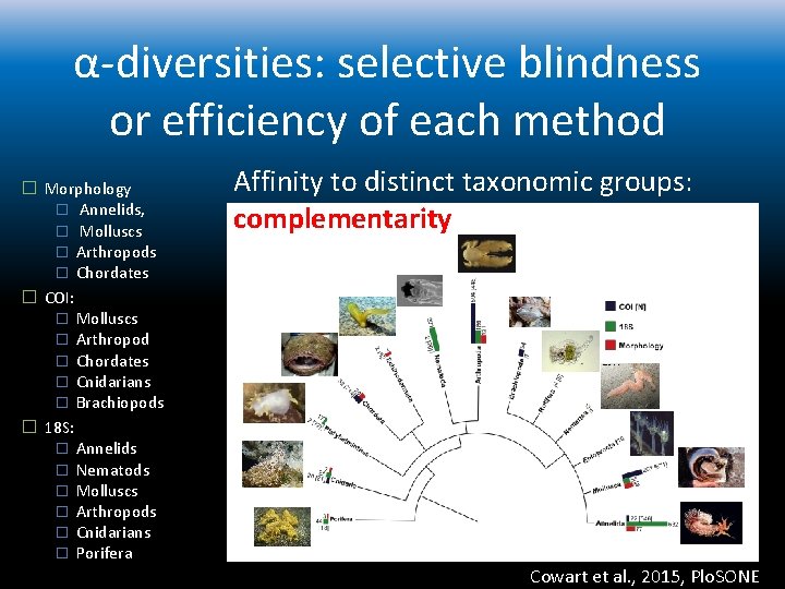 α-diversities: selective blindness or efficiency of each method � Morphology � Annelids, � Molluscs
