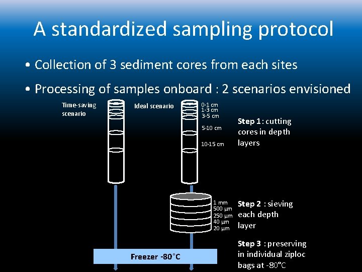 A standardized sampling protocol • Collection of 3 sediment cores from each sites •