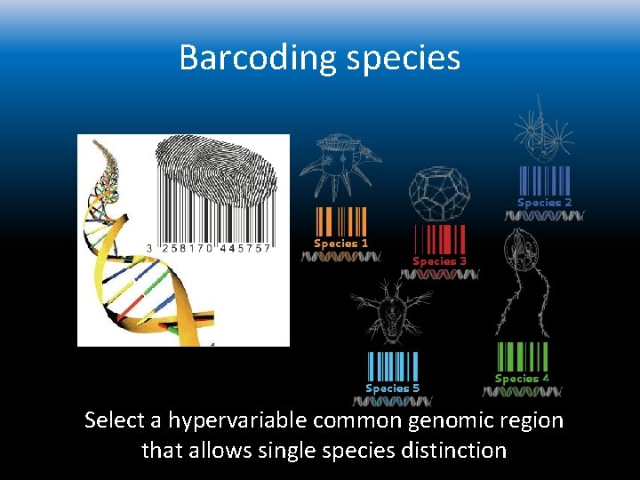 Barcoding species Select a hypervariable common genomic region that allows single species distinction 