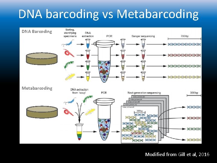 DNA barcoding vs Metabarcoding DNA Barcoding Metabarcoding Modified from Gill et al, 2016 
