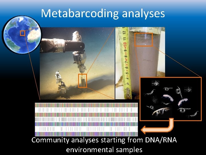 Metabarcoding analyses Community analyses starting from DNA/RNA environmental samples 