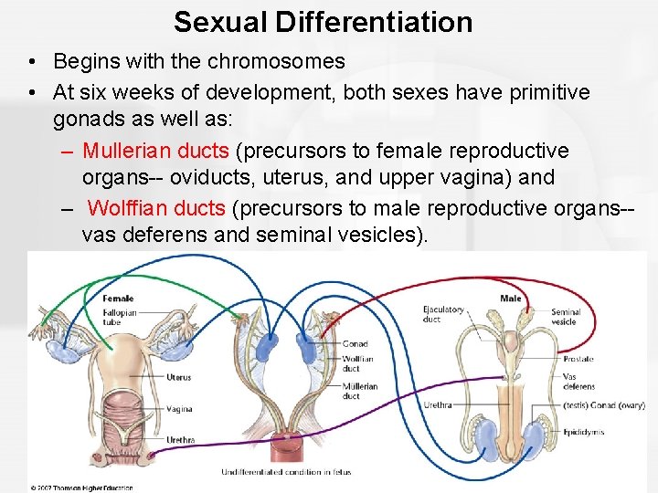 Sexual Differentiation • Begins with the chromosomes • At six weeks of development, both