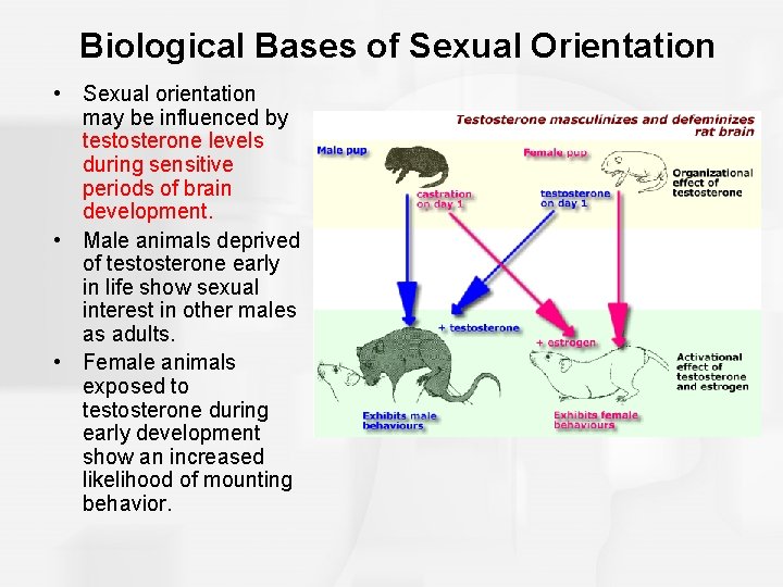 Biological Bases of Sexual Orientation • Sexual orientation may be influenced by testosterone levels