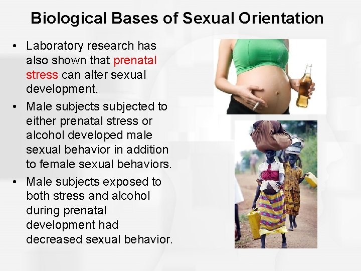 Biological Bases of Sexual Orientation • Laboratory research has also shown that prenatal stress