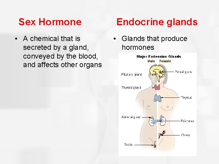 Sex Hormone • A chemical that is secreted by a gland, conveyed by the