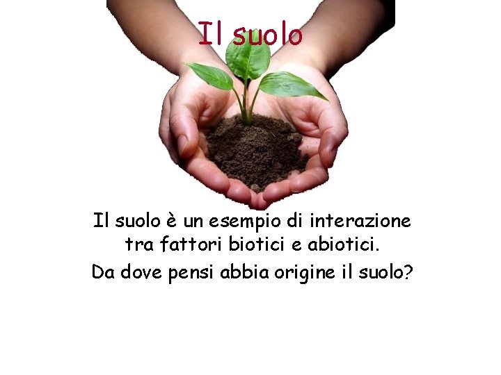 Il suolo è un esempio di interazione tra fattori biotici e abiotici. Da dove