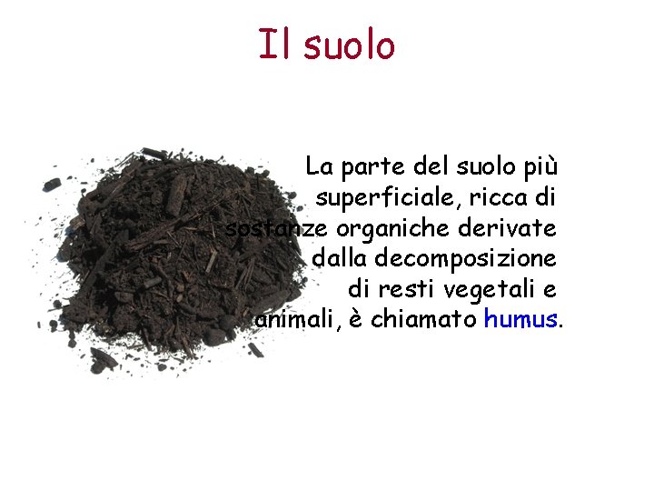 Il suolo La parte del suolo più superficiale, ricca di sostanze organiche derivate dalla