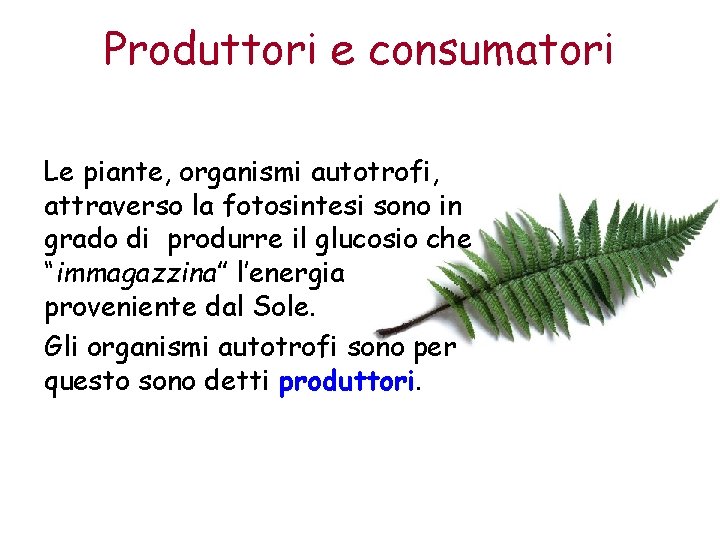 Produttori e consumatori Le piante, organismi autotrofi, attraverso la fotosintesi sono in grado di