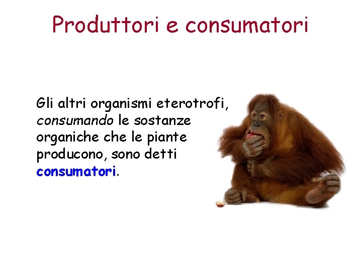 Produttori e consumatori Gli altri organismi eterotrofi, consumando le sostanze organiche le piante producono,