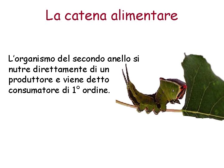 La catena alimentare L’organismo del secondo anello si nutre direttamente di un produttore e