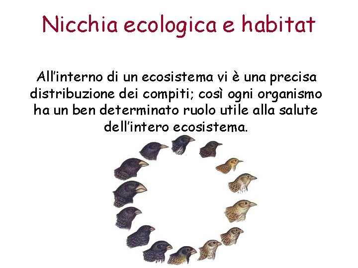 Nicchia ecologica e habitat All’interno di un ecosistema vi è una precisa distribuzione dei