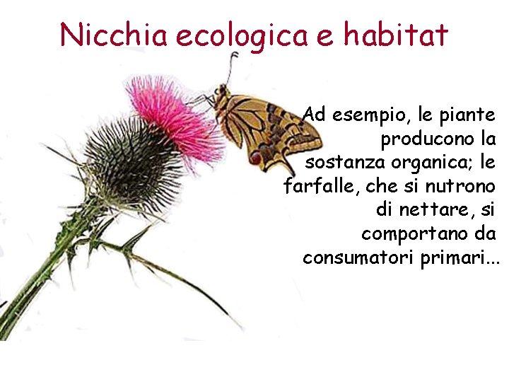 Nicchia ecologica e habitat Ad esempio, le piante producono la sostanza organica; le farfalle,