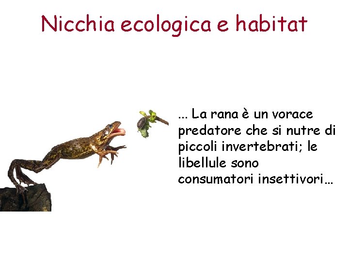 Nicchia ecologica e habitat . . . La rana è un vorace predatore che