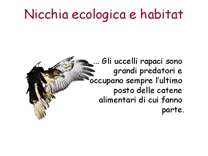 Nicchia ecologica e habitat . . . Gli uccelli rapaci sono grandi predatori e