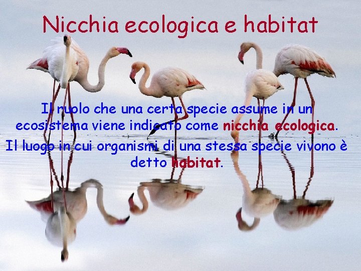 Nicchia ecologica e habitat Il ruolo che una certa specie assume in un ecosistema