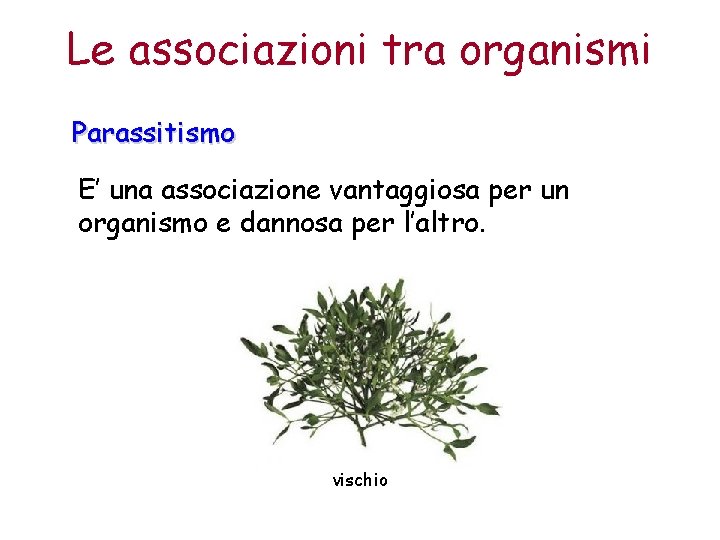 Le associazioni tra organismi Parassitismo E’ una associazione vantaggiosa per un organismo e dannosa