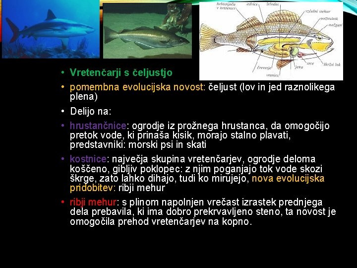  • Vretenčarji s čeljustjo • pomembna evolucijska novost: čeljust (lov in jed raznolikega