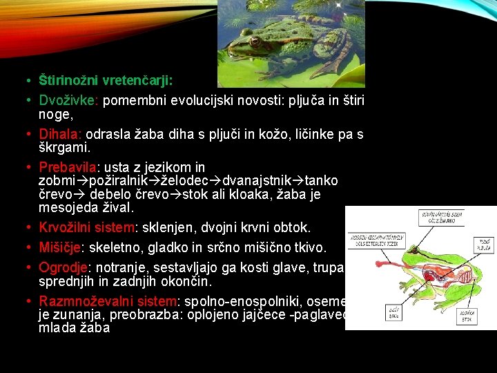  • Štirinožni vretenčarji: • Dvoživke: pomembni evolucijski novosti: pljuča in štiri noge, •