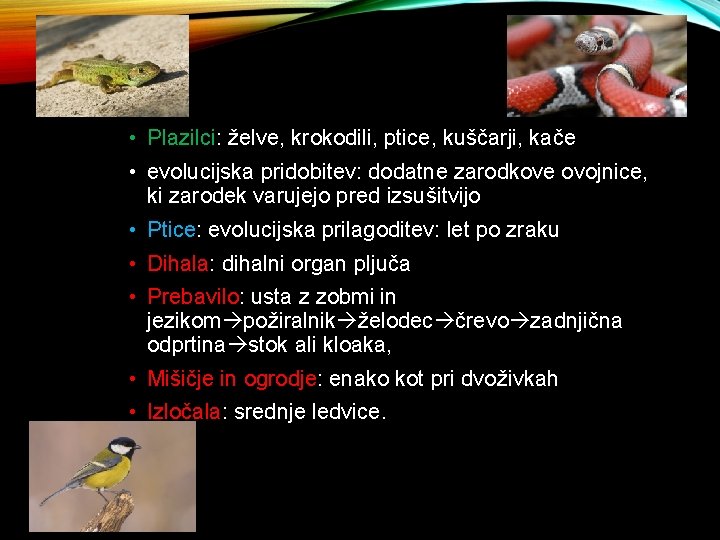  • Plazilci: želve, krokodili, ptice, kuščarji, kače • evolucijska pridobitev: dodatne zarodkove ovojnice,
