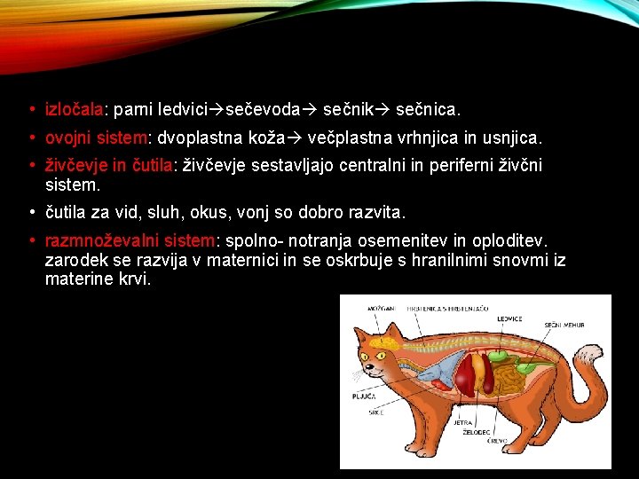  • izločala: parni ledvici sečevoda sečnik sečnica. • ovojni sistem: dvoplastna koža večplastna