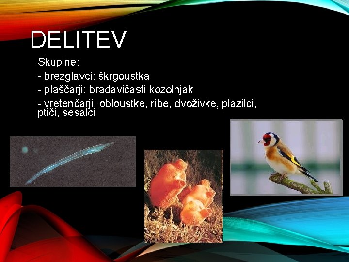 DELITEV Skupine: - brezglavci: škrgoustka - plaščarji: bradavičasti kozolnjak - vretenčarji: obloustke, ribe, dvoživke,