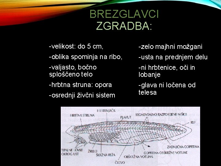 BREZGLAVCI ZGRADBA: -velikost: do 5 cm, -zelo majhni možgani -oblika spominja na ribo, -usta