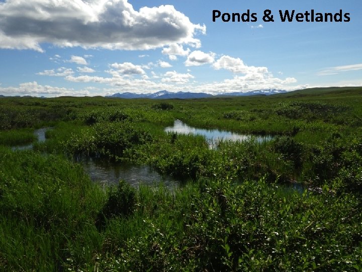 Ponds & Wetlands 