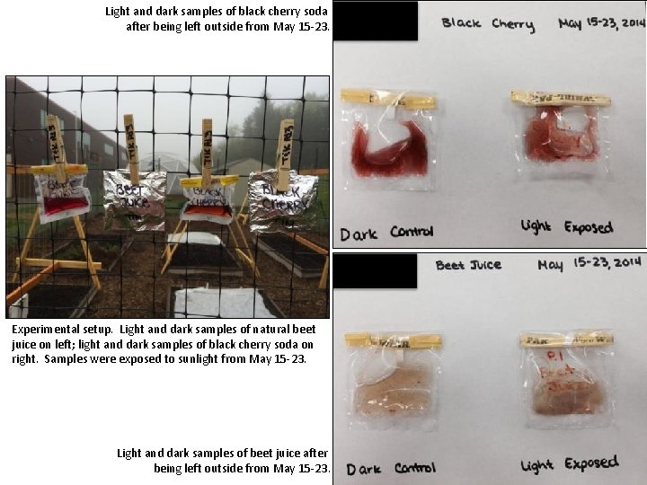 Light and dark samples of black cherry soda after being left outside from May