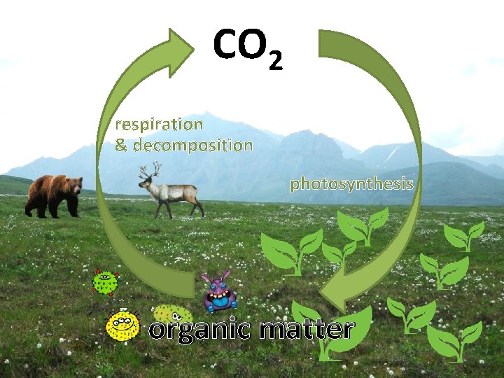 CO 2 respiration & decomposition photosynthesis organic matter 