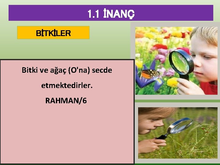 1. 1 İNANÇ BİTKİLER Bitki ve ağaç (O'na) secde etmektedirler. RAHMAN/6 