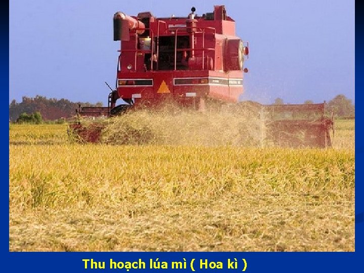 Thu hoạch lúa mì ( Hoa kì ) 