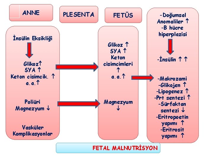 ANNE İnsülin Eksikliği Glikoz SYA Keton cisimcik. a. a. Poliüri Magnezyum Vasküler Komplikasyonlar PLESENTA