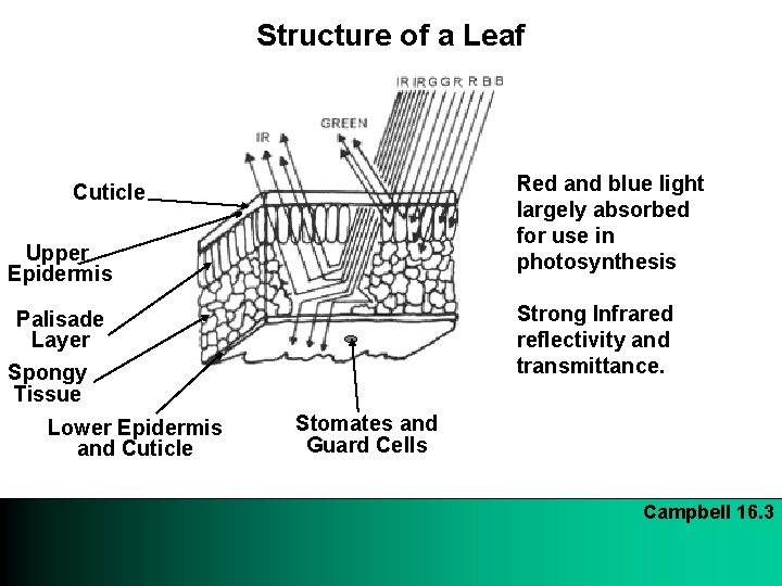 Structure of a Leaf Red and blue light largely absorbed for use in photosynthesis