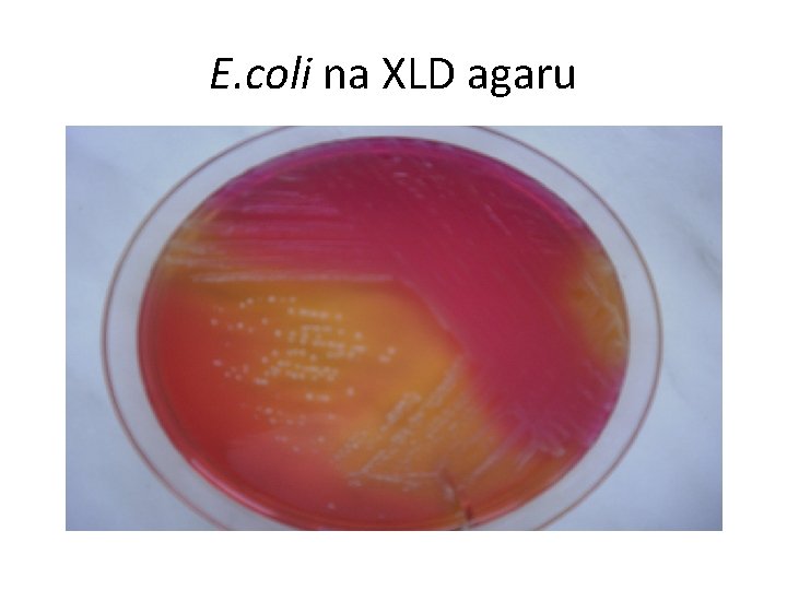 E. coli na XLD agaru 