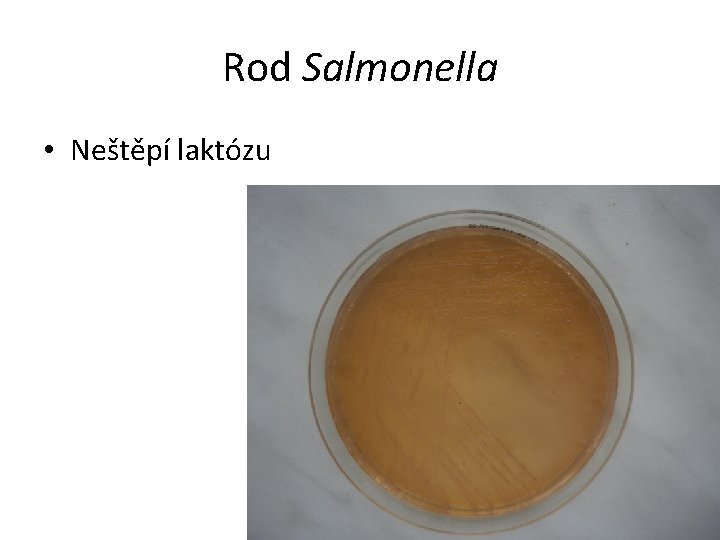 Rod Salmonella • Neštěpí laktózu 