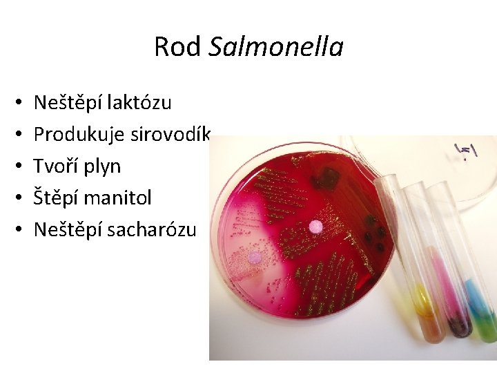Rod Salmonella • • • Neštěpí laktózu Produkuje sirovodík Tvoří plyn Štěpí manitol Neštěpí