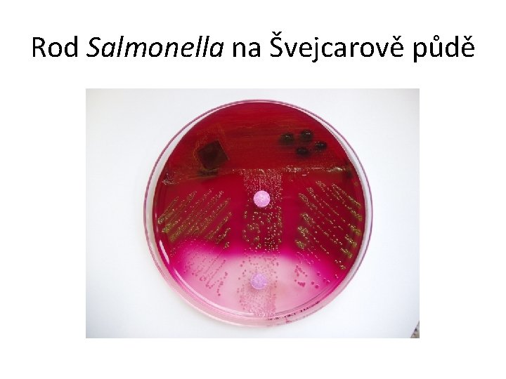 Rod Salmonella na Švejcarově půdě 