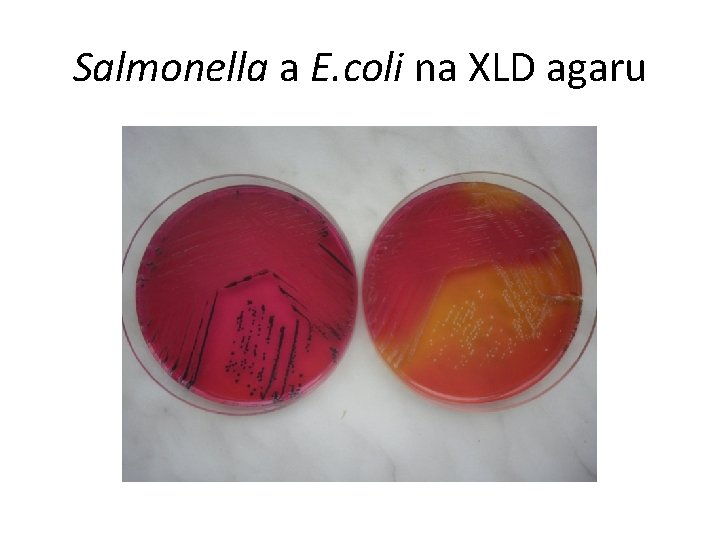 Salmonella a E. coli na XLD agaru 