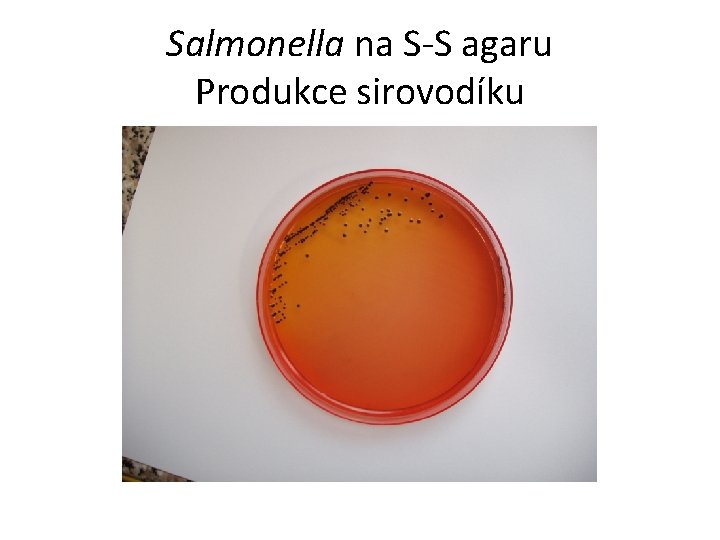 Salmonella na S-S agaru Produkce sirovodíku 