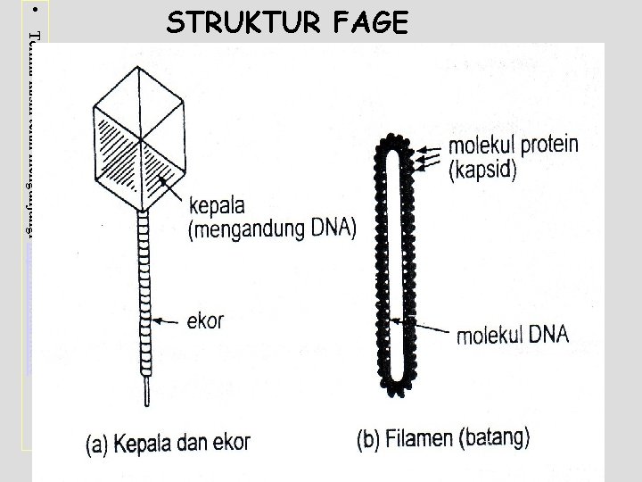  • Terima kasih telah mengunjungi http: //masbudi. net. tc STRUKTUR FAGE 