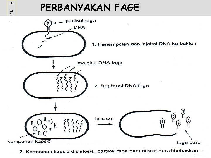  • Terima kasih telah mengunjungi http: //masbudi. net. tc PERBANYAKAN FAGE 