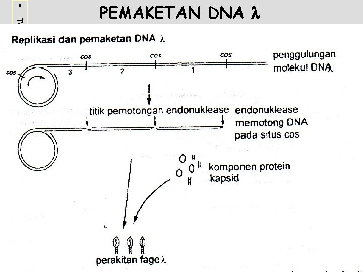  • Terima kasih telah mengunjungi http: //masbudi. net. tc PEMAKETAN DNA 