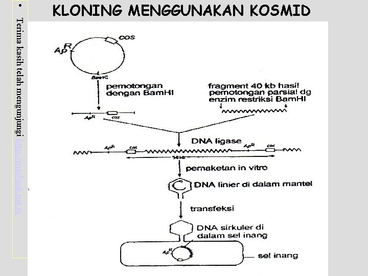  • Terima kasih telah mengunjungi http: //masbudi. net. tc KLONING MENGGUNAKAN KOSMID 