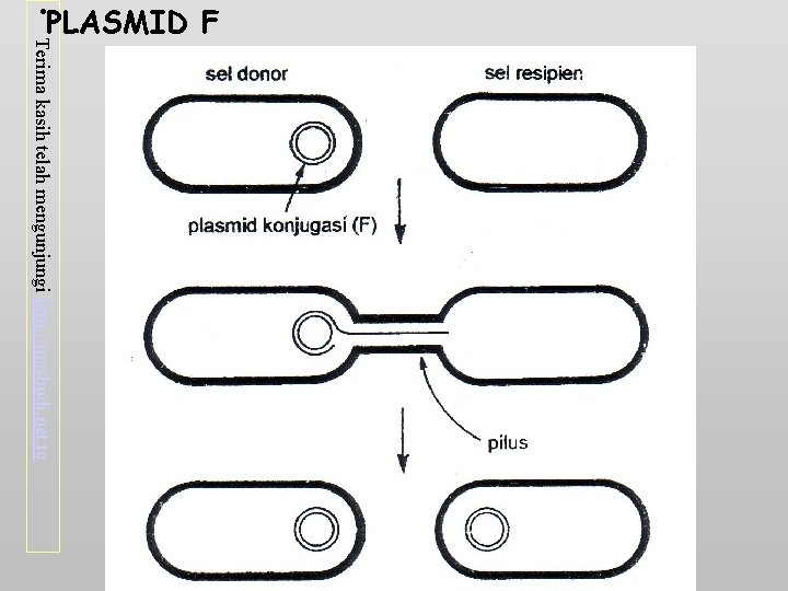  • Terima kasih telah mengunjungi http: //masbudi. net. tc PLASMID F 