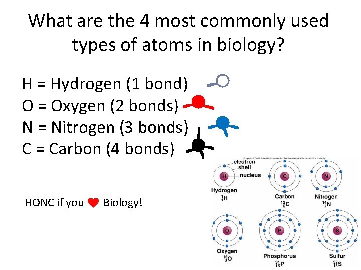 What are the 4 most commonly used types of atoms in biology? H =